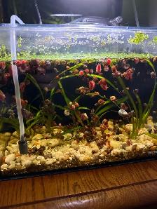 Ramshorn Snails