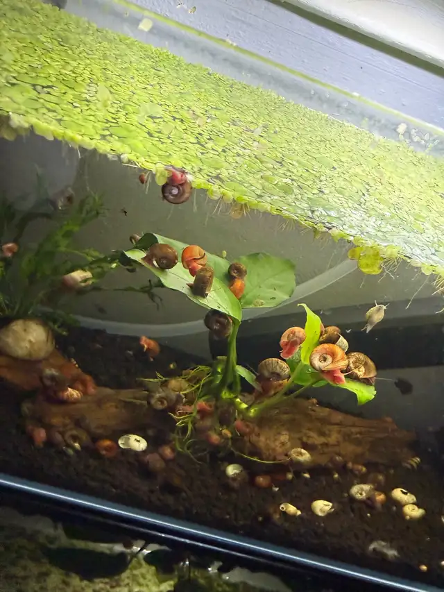 Ramshorn Snails - Photo 2