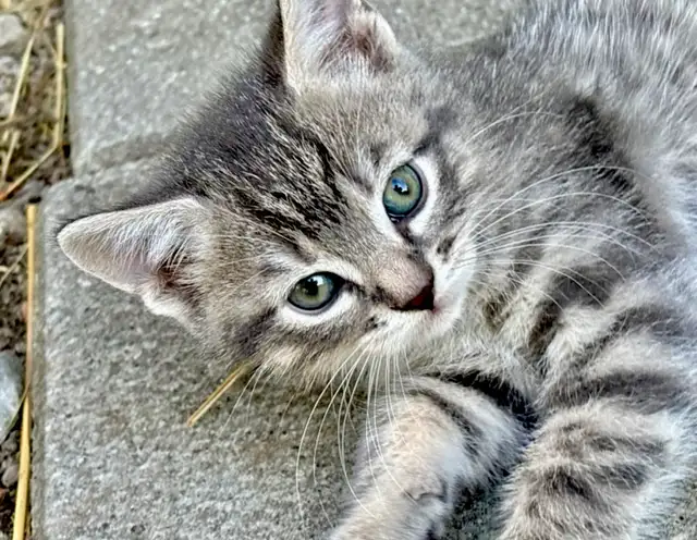 GORGEOUS HALF PERSIAN KITTENS $260 - Pickering