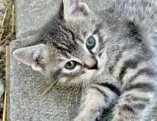 GORGEOUS HALF PERSIAN KITTENS $260 - Pickering