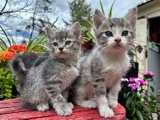 GORGEOUS HALF PERSIAN KITTENS $260 - Pickering - Photo 3
