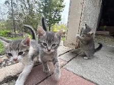 GORGEOUS HALF PERSIAN KITTENS $260 - Pickering - Photo 7