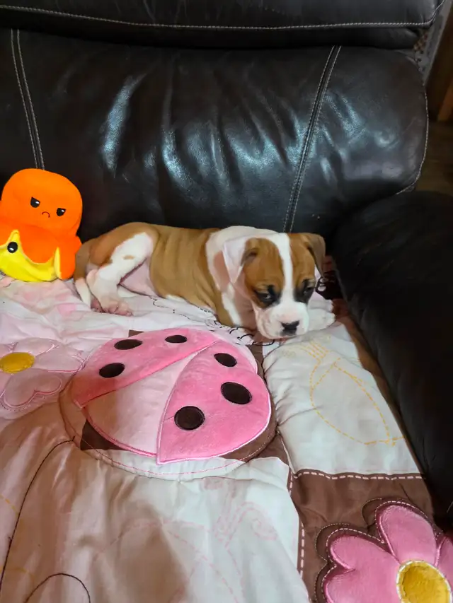 Chiots Boxer