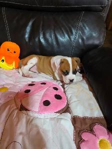 Chiots Boxer