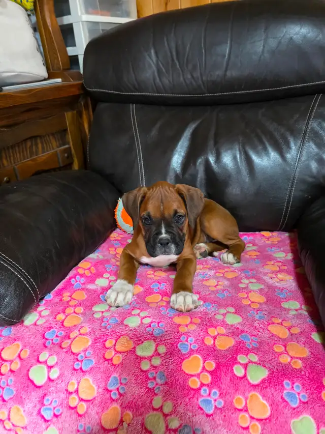 Chiots Boxer - Photo 2