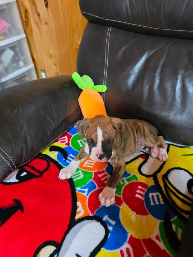 Chiots Boxer - Photo 3