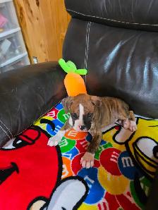 Chiots Boxer - Photo 3