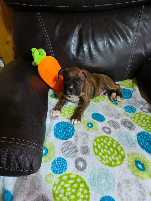 Chiots Boxer - Photo 4