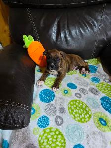 Chiots Boxer - Photo 4