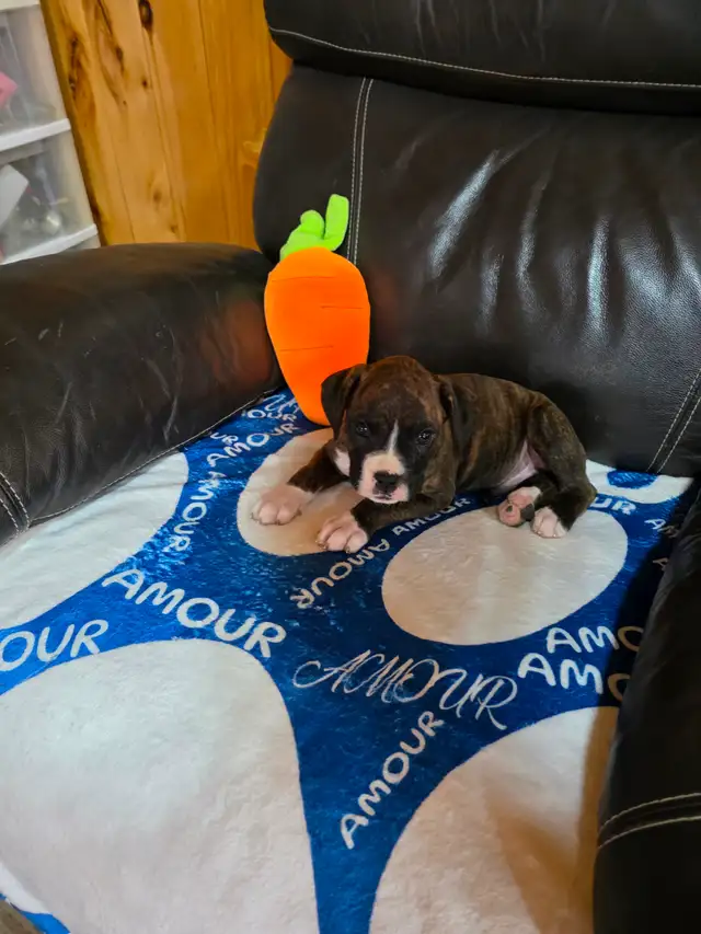 Chiots Boxer - Photo 5
