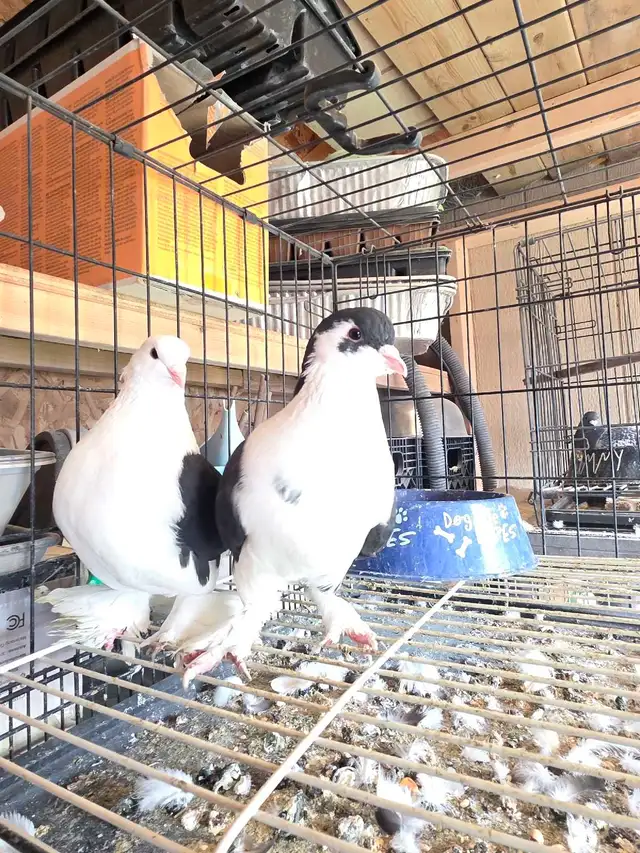 Shiraji pigeon for sale