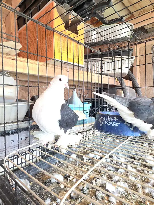 Shiraji pigeon for sale - Photo 2