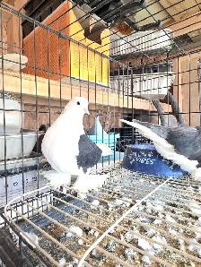Shiraji pigeon for sale - Photo 2