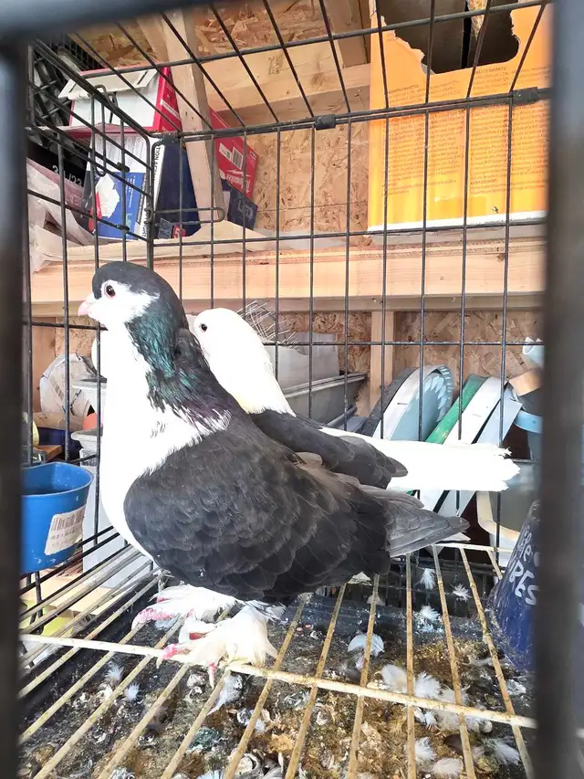 Shiraji pigeon for sale - Photo 3