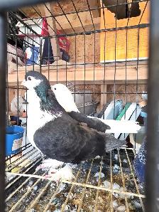 Shiraji pigeon for sale - Photo 3