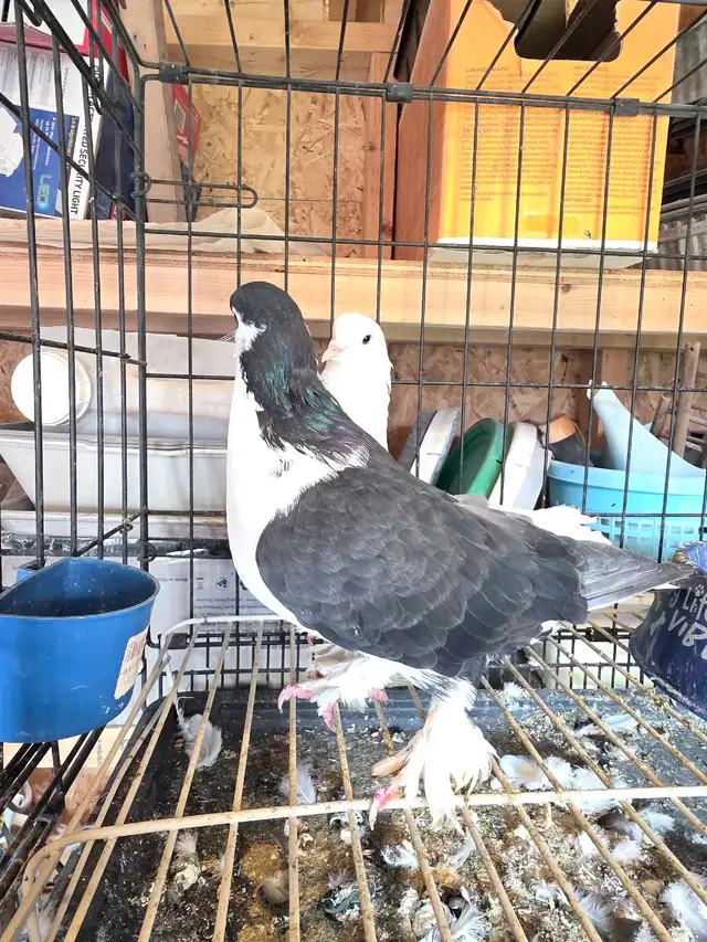 Shiraji pigeon for sale - Photo 4