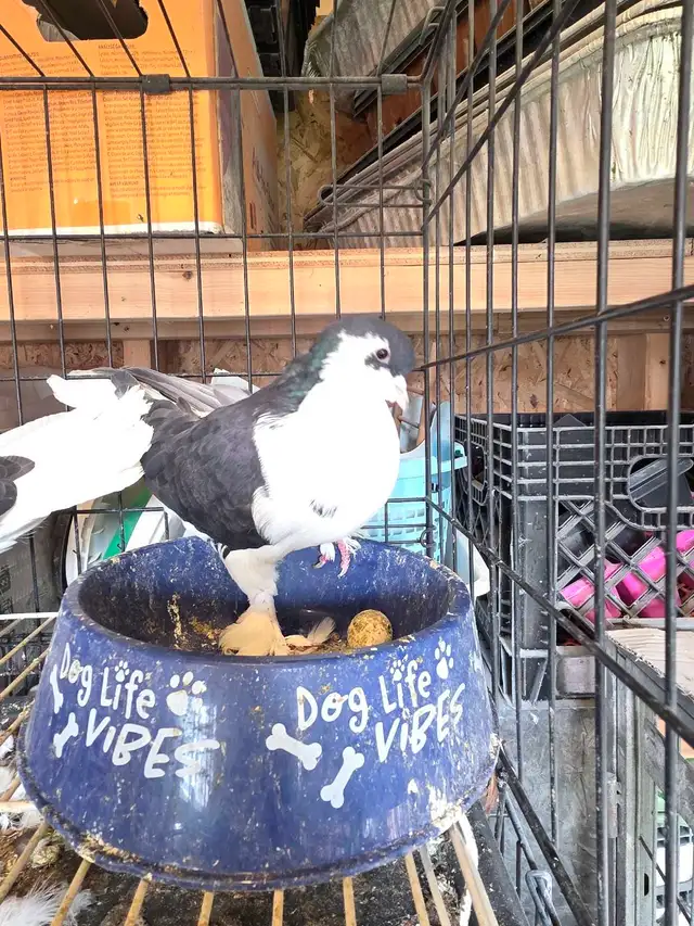 Shiraji pigeon for sale - Photo 5