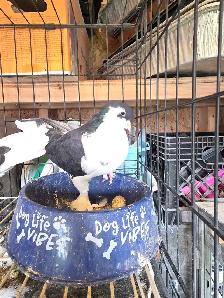 Shiraji pigeon for sale - Photo 5