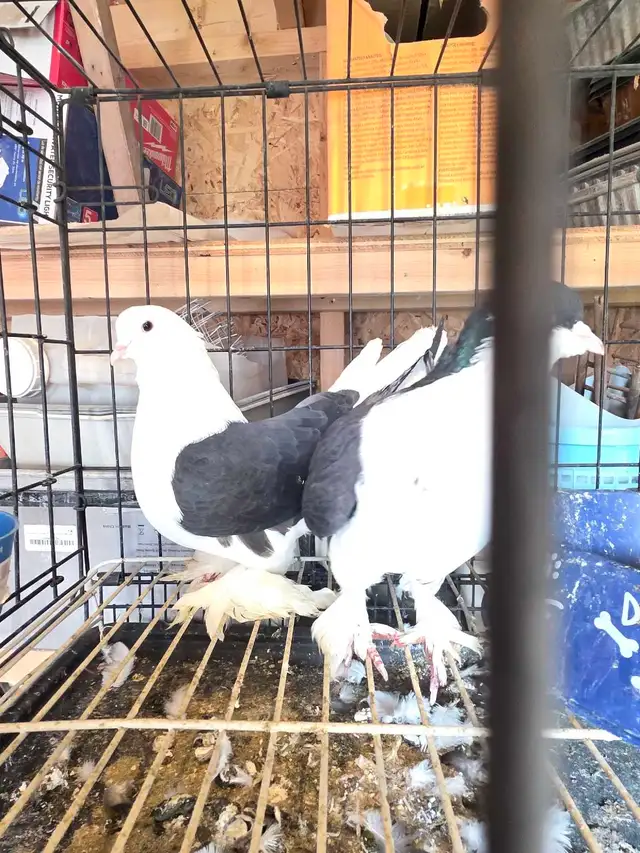 Shiraji pigeon for sale - Photo 6