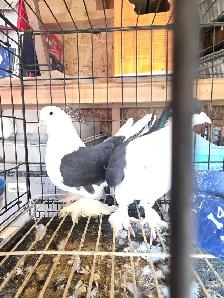 Shiraji pigeon for sale - Photo 6