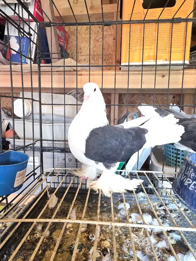 Shiraji pigeon for sale - Photo 7