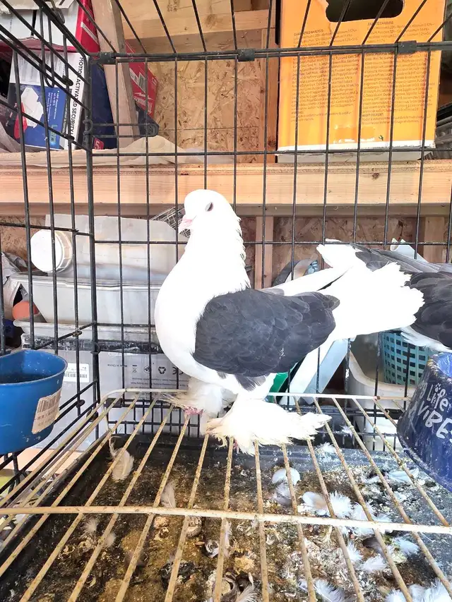 Shiraji pigeon for sale - Photo 8