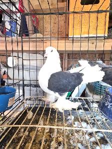 Shiraji pigeon for sale - Photo 8