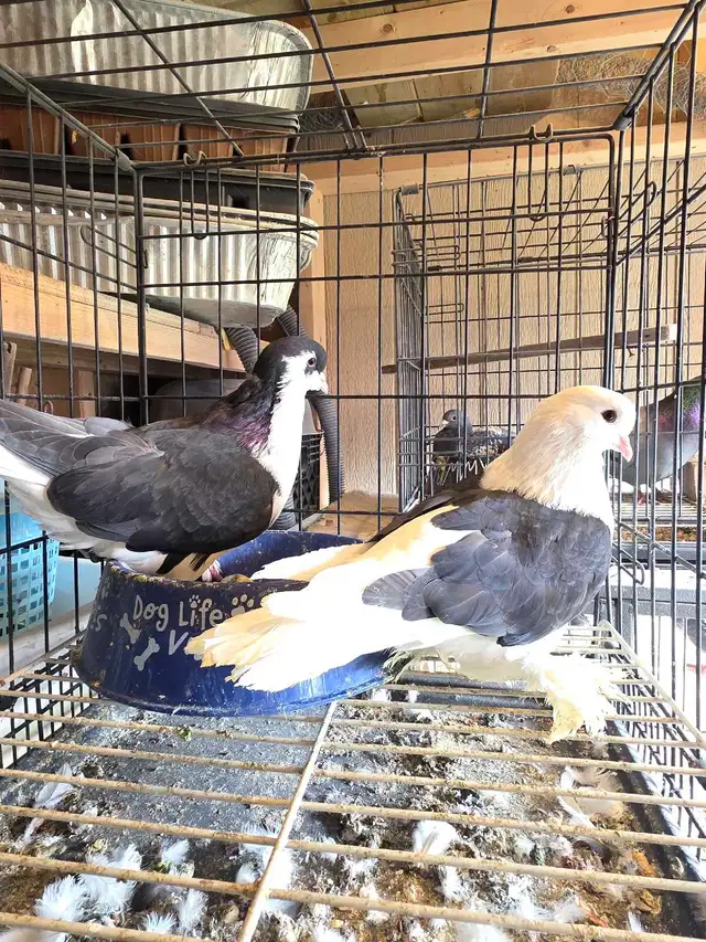 Shiraji pigeon for sale - Photo 9