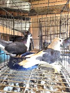 Shiraji pigeon for sale - Photo 9
