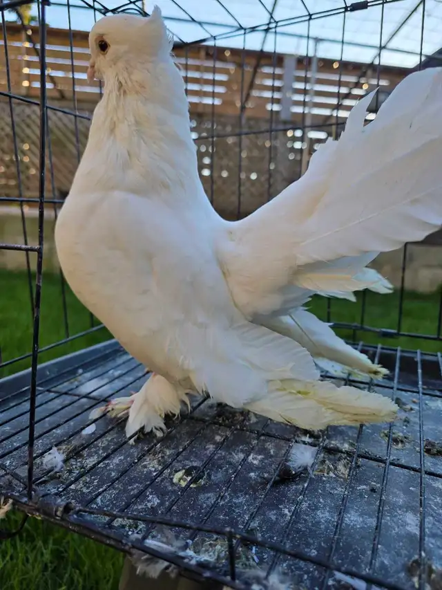 White Indian fantail for sale