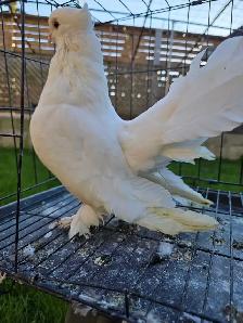 White Indian fantail for sale