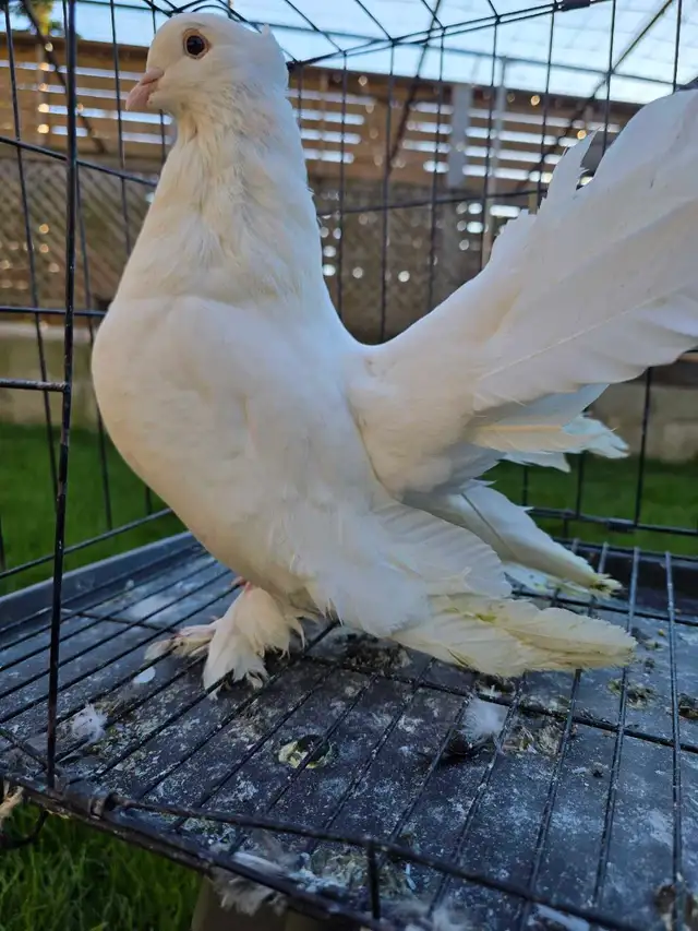 White Indian fantail for sale - Photo 2