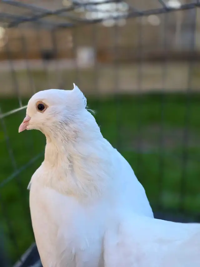 White Indian fantail for sale - Photo 3