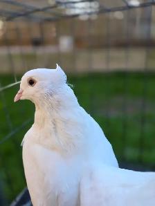 White Indian fantail for sale - Photo 3