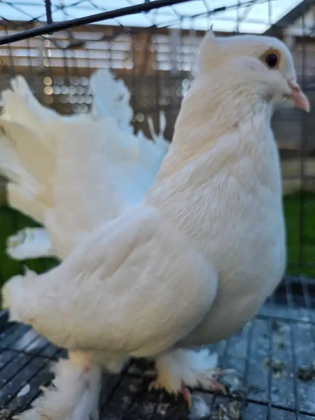 White Indian fantail for sale - Photo 4