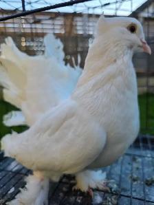 White Indian fantail for sale - Photo 4