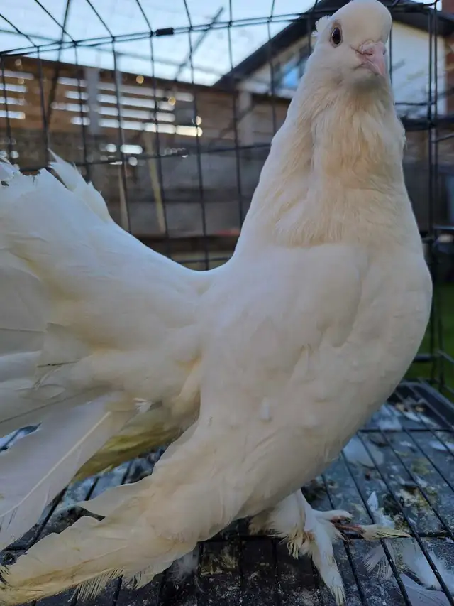 White Indian fantail for sale - Photo 5