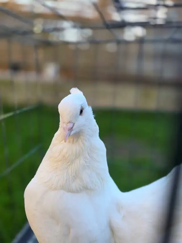 White Indian fantail for sale - Photo 6