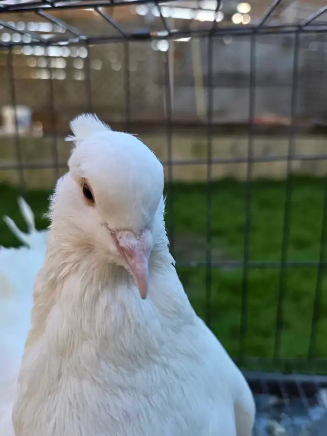 White Indian fantail for sale - Photo 7