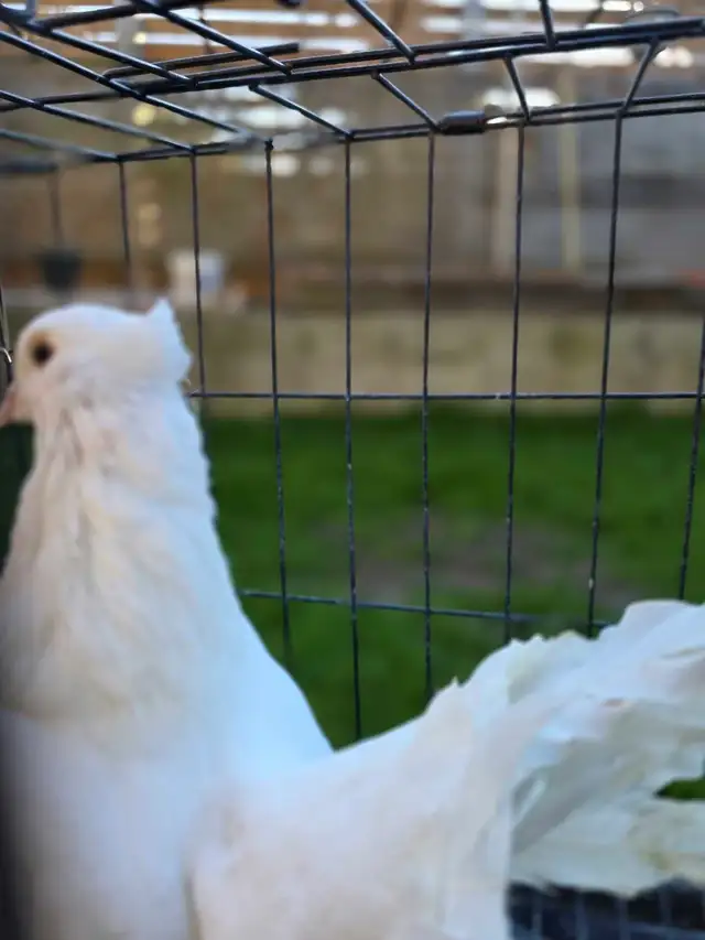 White Indian fantail for sale - Photo 8