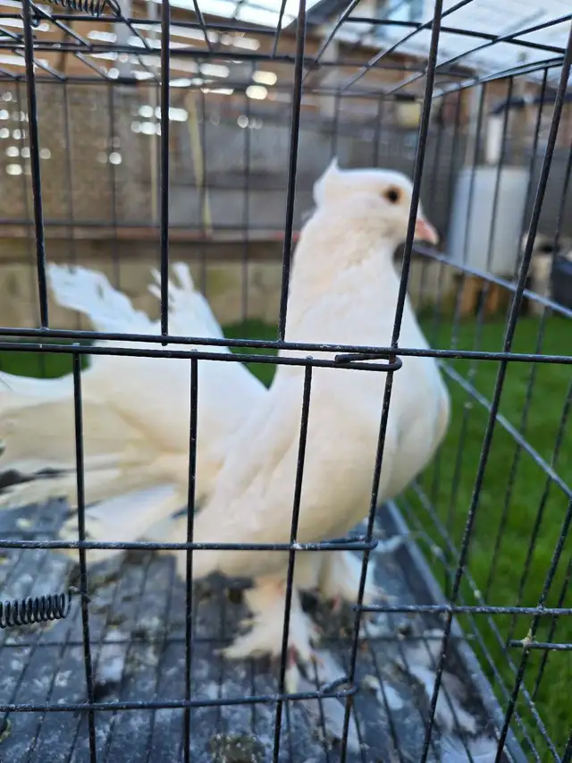 White Indian fantail for sale - Photo 9