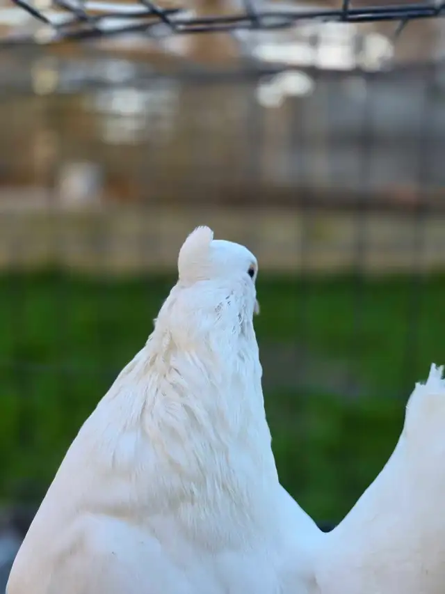White Indian fantail for sale - Photo 10