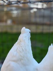 White Indian fantail for sale - Photo 10