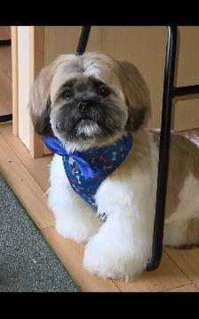 7 mo. MALE SHIH TZU FOR SALE
