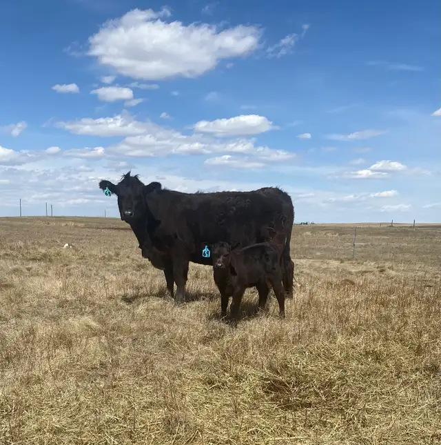 First calf Heifer Pairs