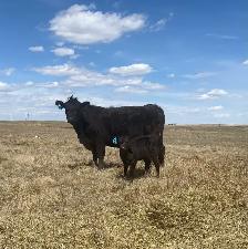 First calf Heifer Pairs