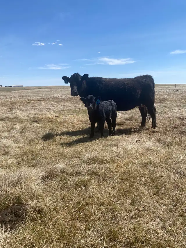 First calf Heifer Pairs - Photo 2
