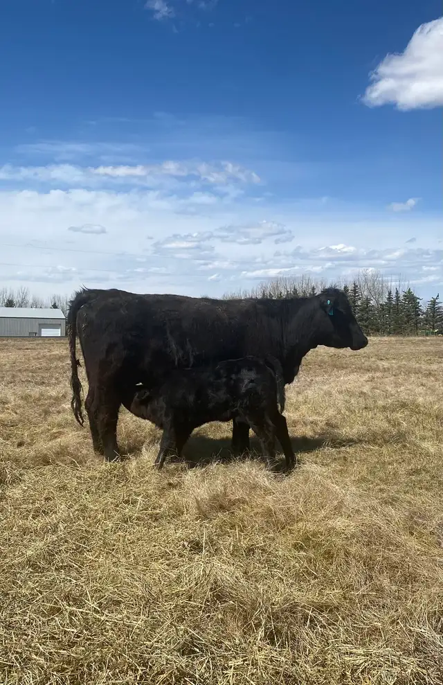 First calf Heifer Pairs - Photo 3