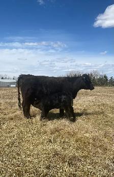 First calf Heifer Pairs - Photo 3