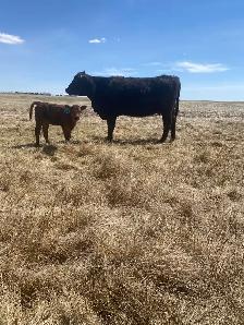 First calf Heifer Pairs - Photo 4